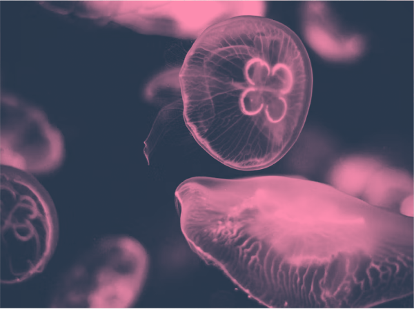 PRIMER and PERMANOVA+