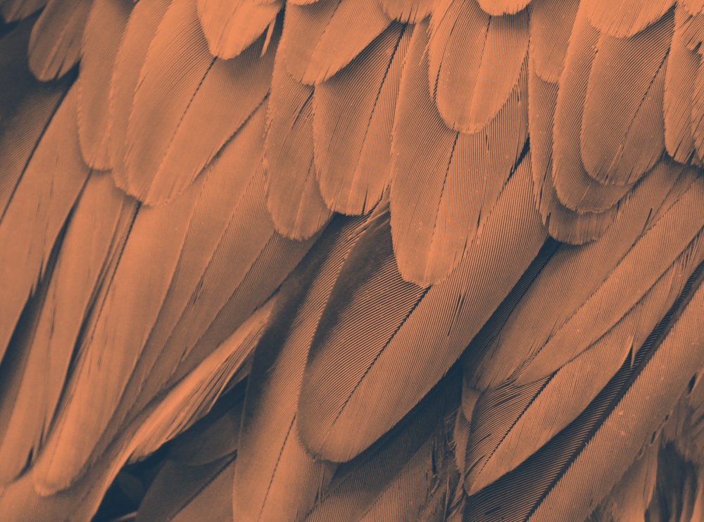 PRIMER / PERMANOVA Essentials