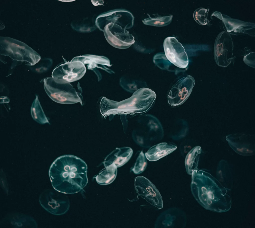 Jellyfish